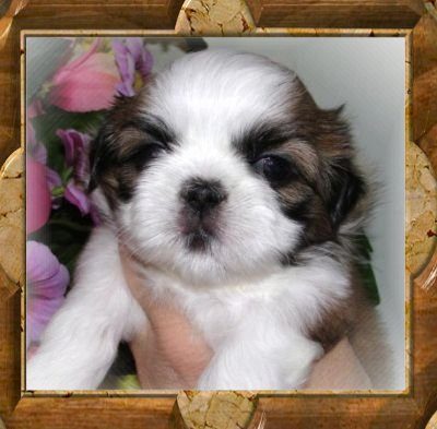 Princess Leia - Thank You Norma F. of Pa. This is Normas 2nd TwaNas ShihTzu!!!