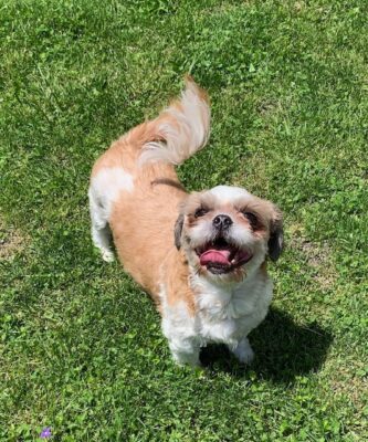 Available Adult Shih Tzu for sale