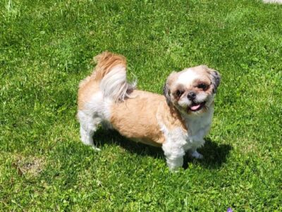 Available Adult Shih Tzu for sale