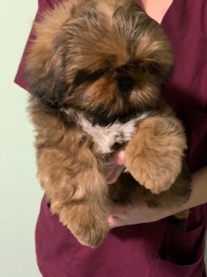 Rudy Available Shih Tzu puppy for sale