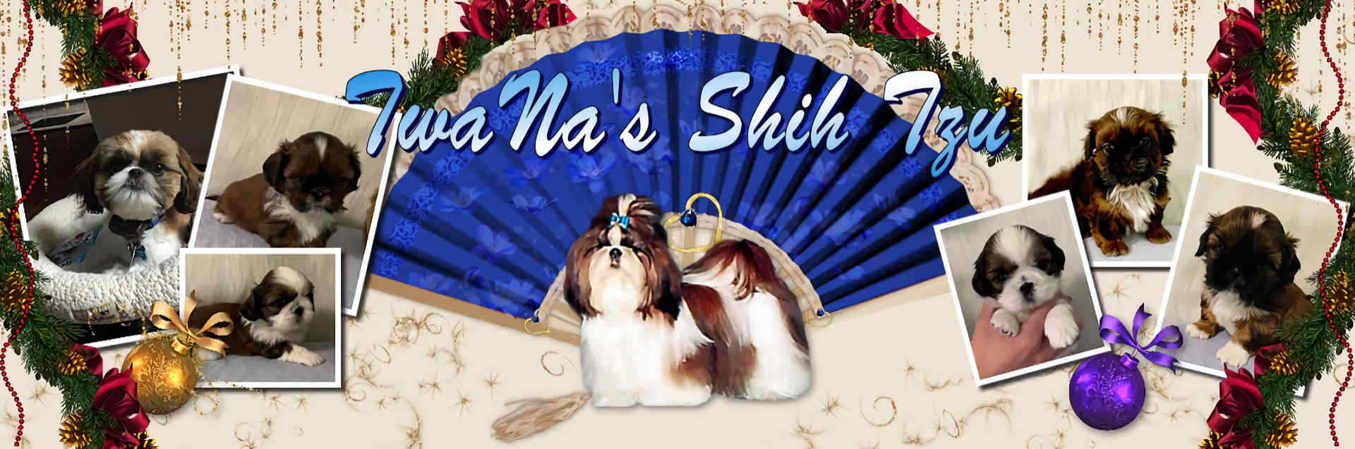 TwaNa's PK Shih-Tzu