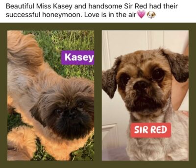Beautiful Miss Kasey and Handsome Sir Red