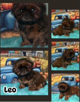 Leo