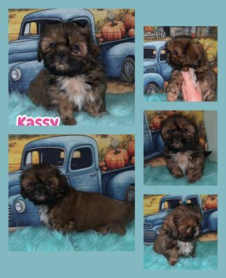 Kassy