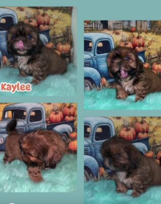 Kaylee