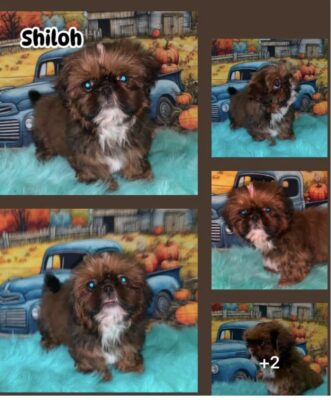 Shiloh